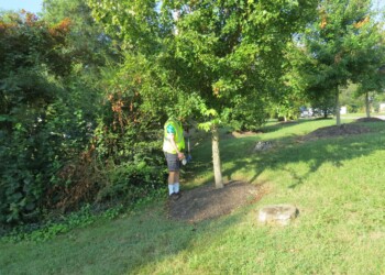 A person wearing a neon yellow safety vest and cap is trimming branches from a tree on a grassy, sunlit slope, surrounded by green foliage.