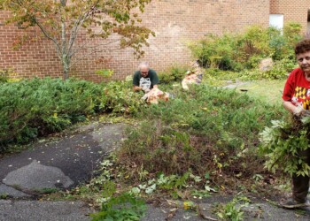 Two people are trimming and cleaning bushes in a garden next to a brick building. One is gathering branches, and another is behind the bushes working with clippers. Leaves and tools are scattered on the ground.