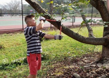A boy wearing a striped shirt, red shorts, and gloves uses a hand saw to cut a branch from a tree in a grassy area near a tennis court.