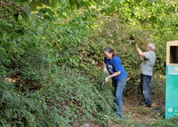 Two people are picking berries or clearing brush in a leafy, overgrown area next to a green recycling bin, surrounded by dense greenery and sunlight filtering through the trees.